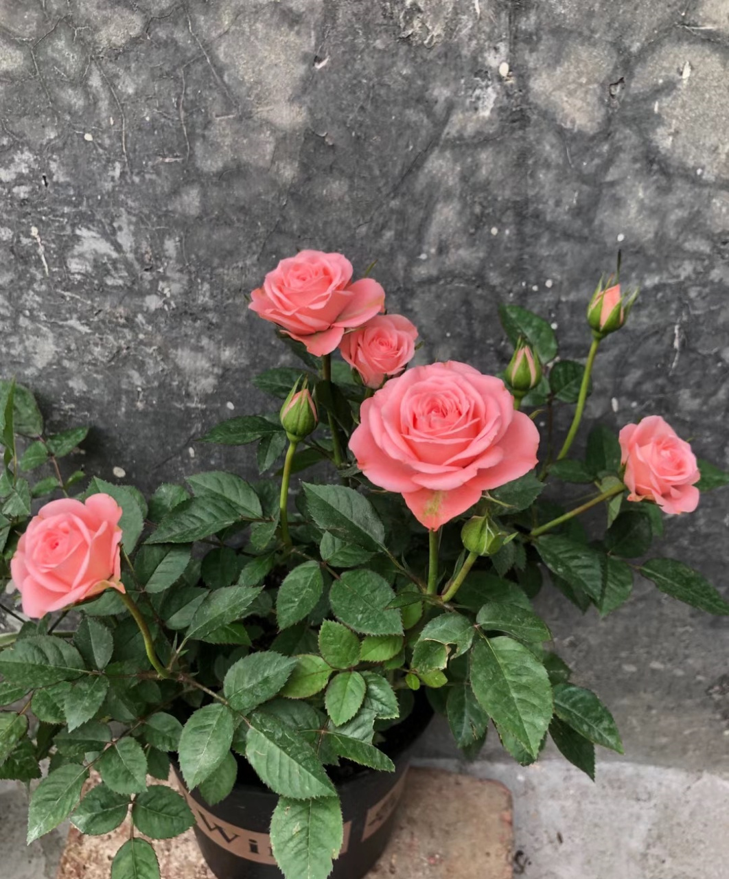 给大家推荐一个很值得养的品种——仙度瑞拉,微型月季,株高仅有30-40