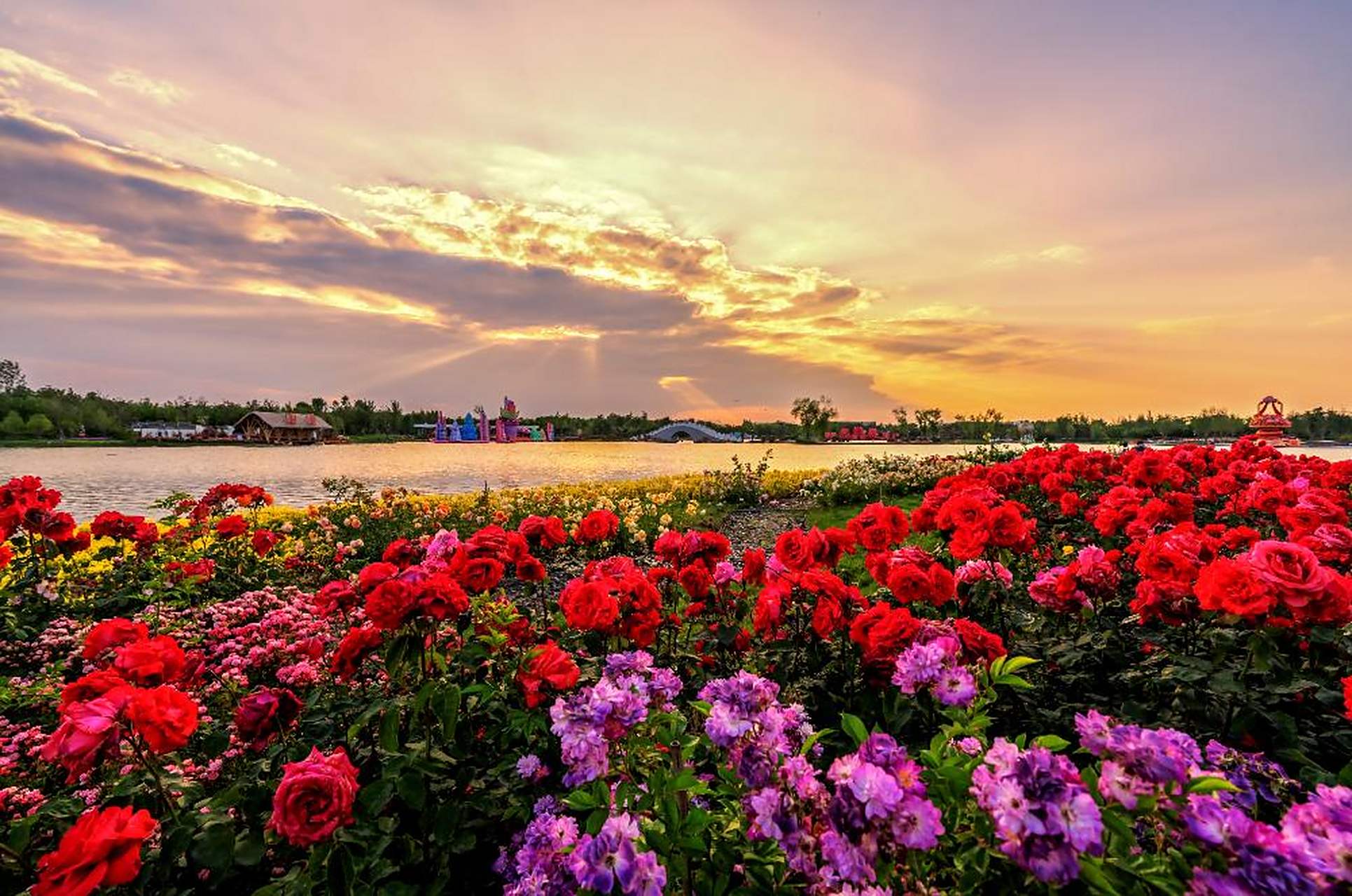 空中漫步看南阳世界月季大观园,放眼望去,五颜六色的月季花海仿佛置身