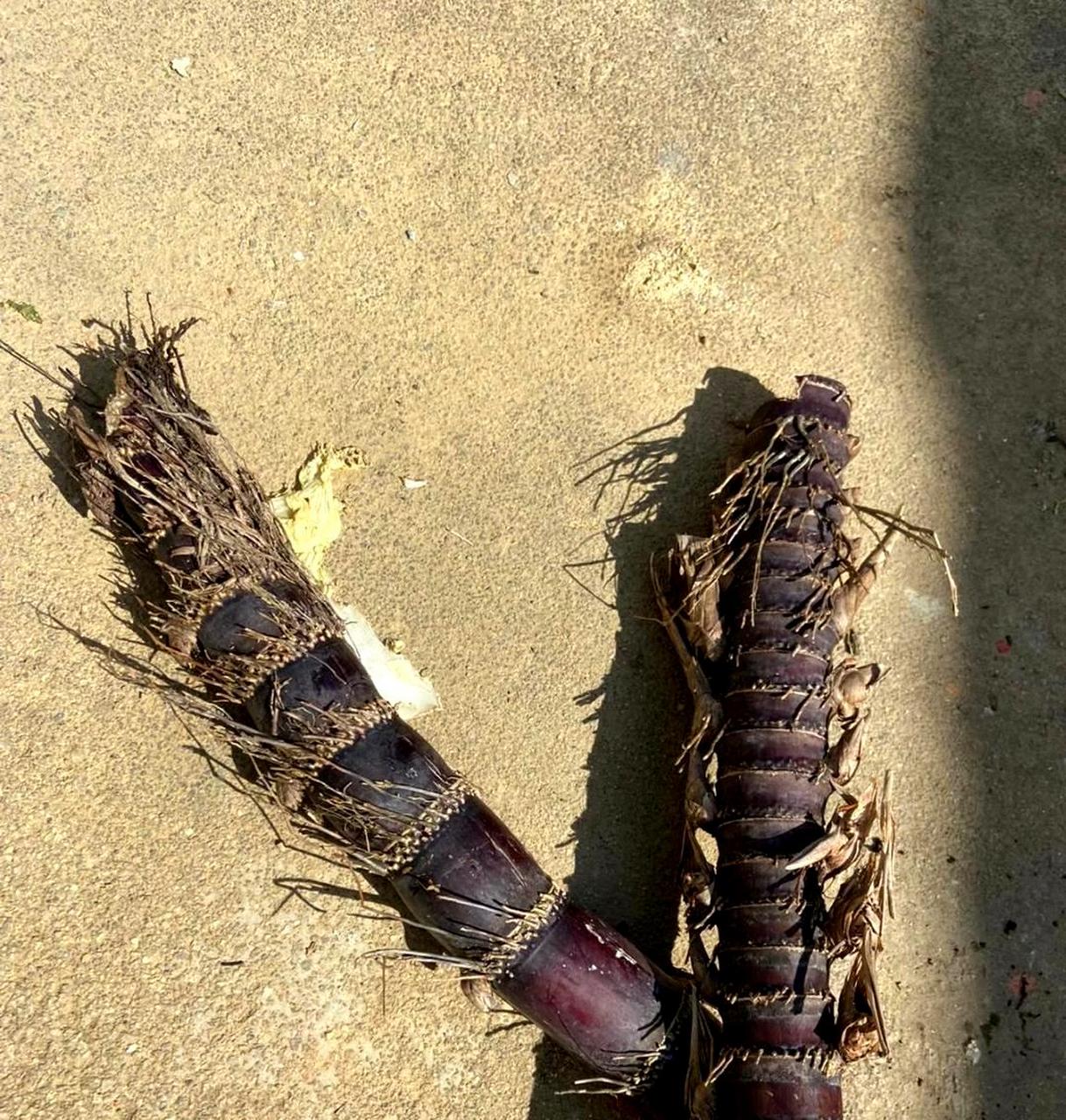 或者:  这是雷虫,它的外观类似于甘蔗.