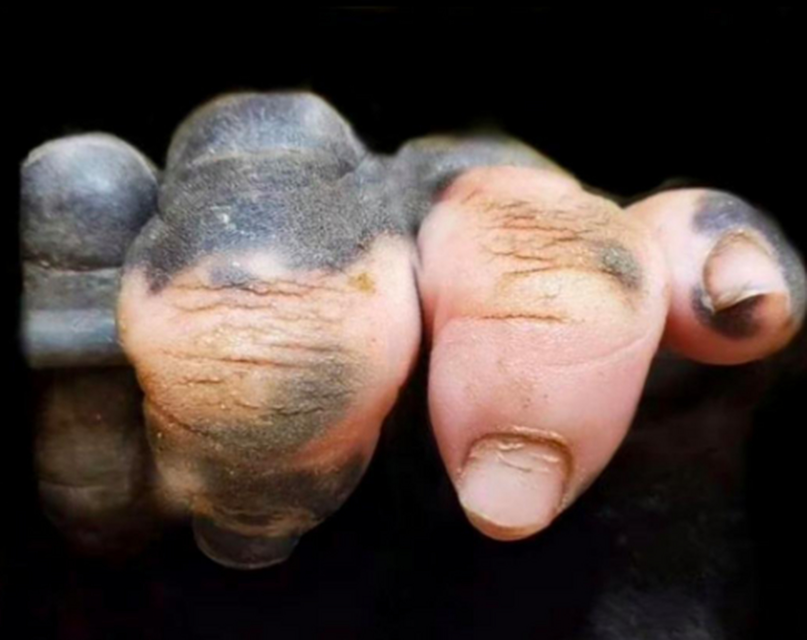 今天去动物园看到大猩猩的这手指,这是要马上进化成人了吗[呆]