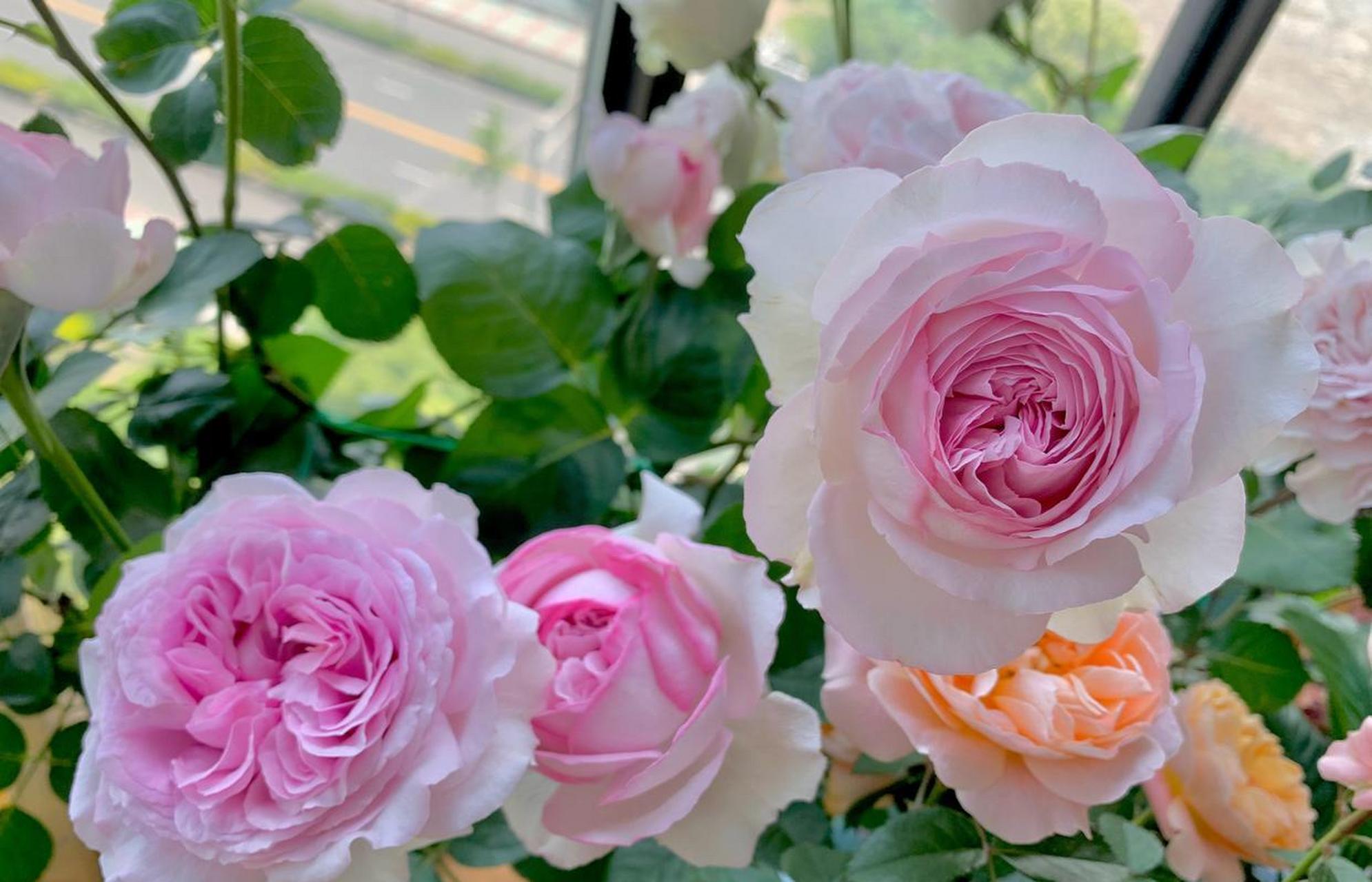 有种很"仙"的月季花,名叫"乙女心",伊芙系列的旁系,植株低矮小巧,地栽