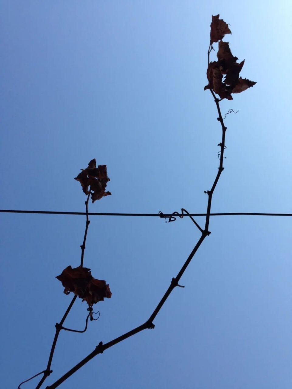 节气读诗|67《落叶》 (隋)孔绍安 早秋惊落叶,飘零似客心.