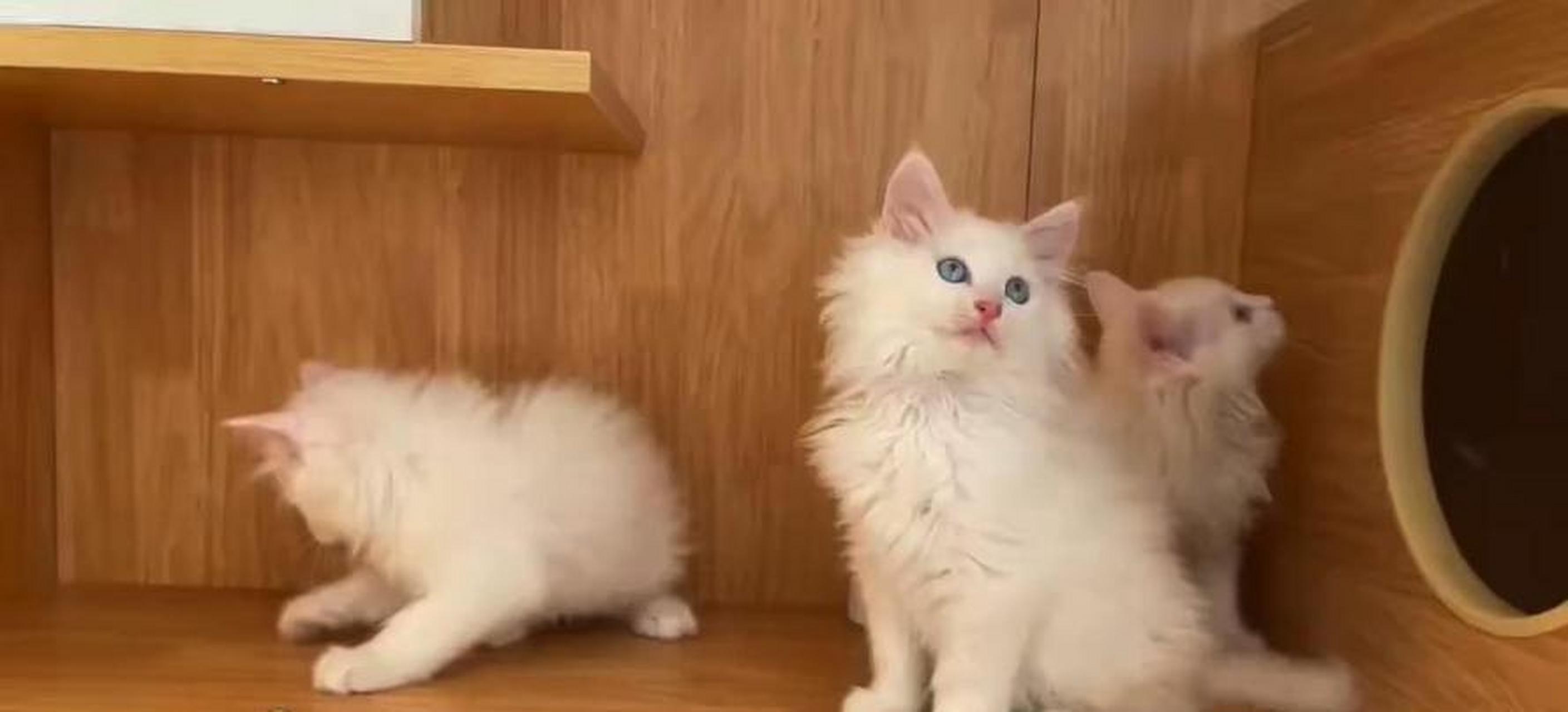 一窝长毛狮子猫 双蓝眼 纯白,真好看!