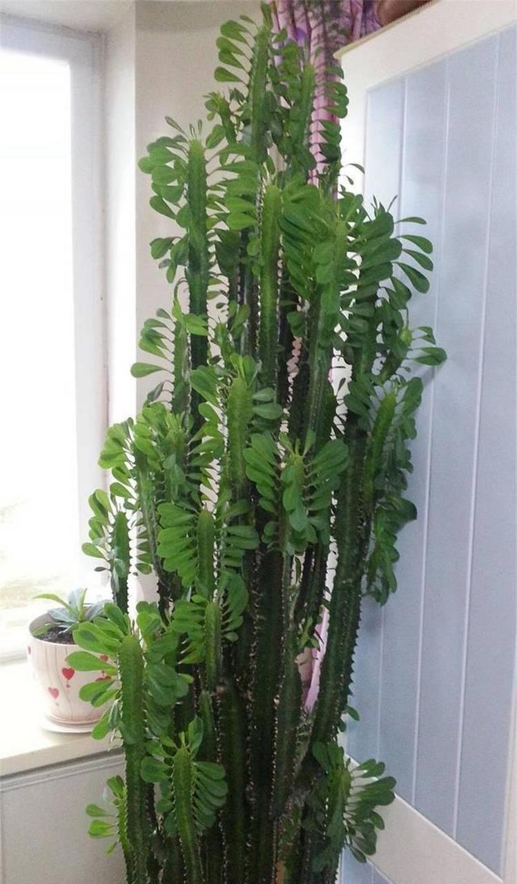 据说30岁以上的人喜欢养龙骨花!