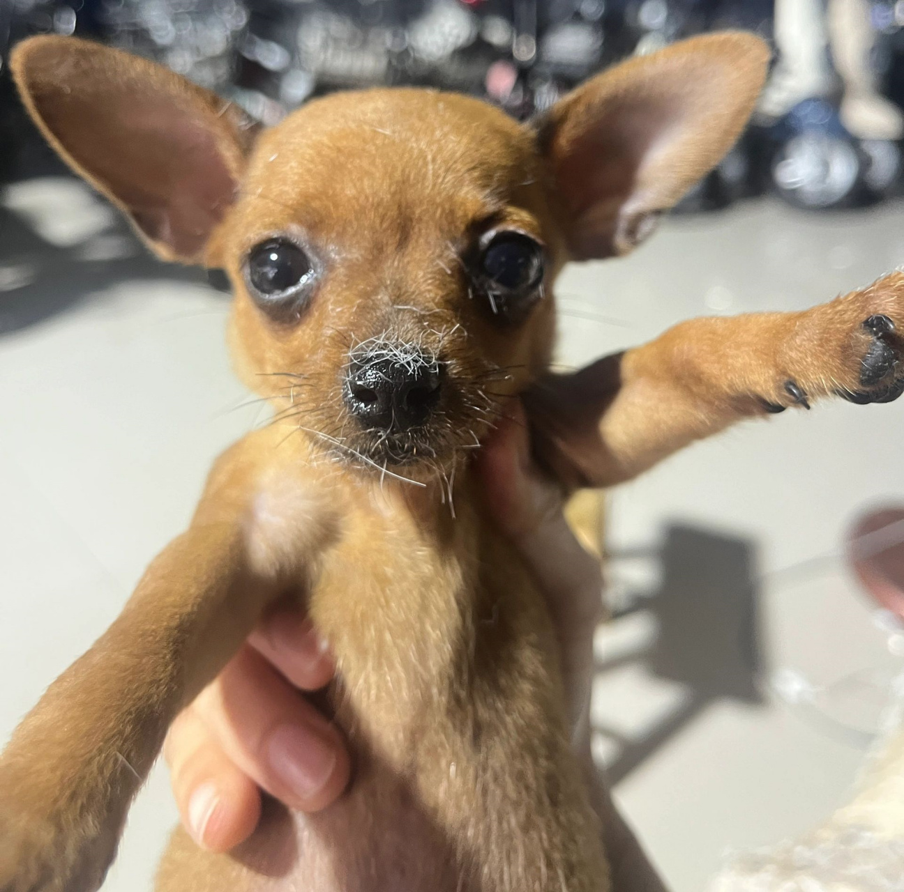 你们的小鹿犬都是多久立耳的呀!