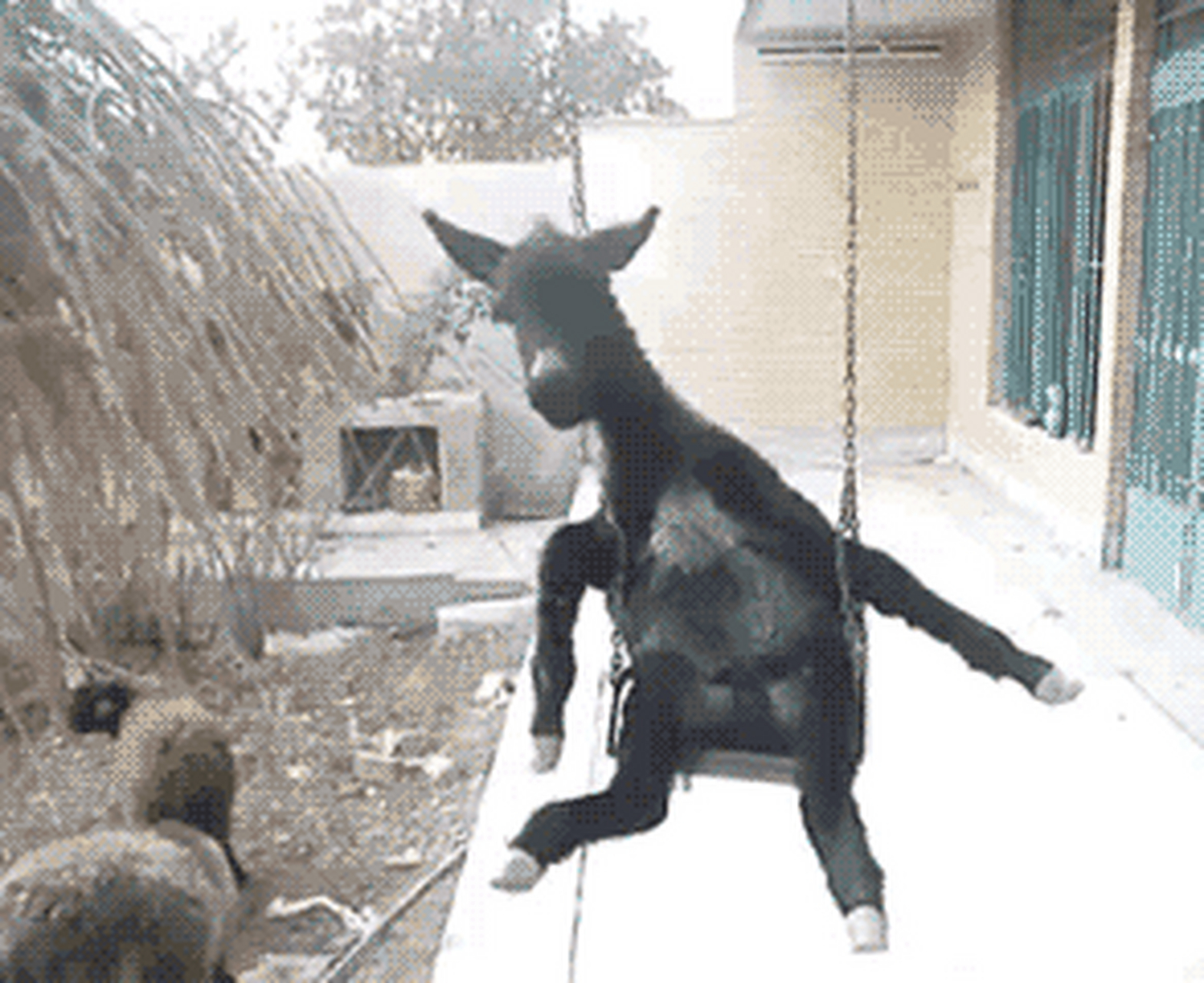 搞笑gif动图:搞笑第三张,一只快乐的小毛驴