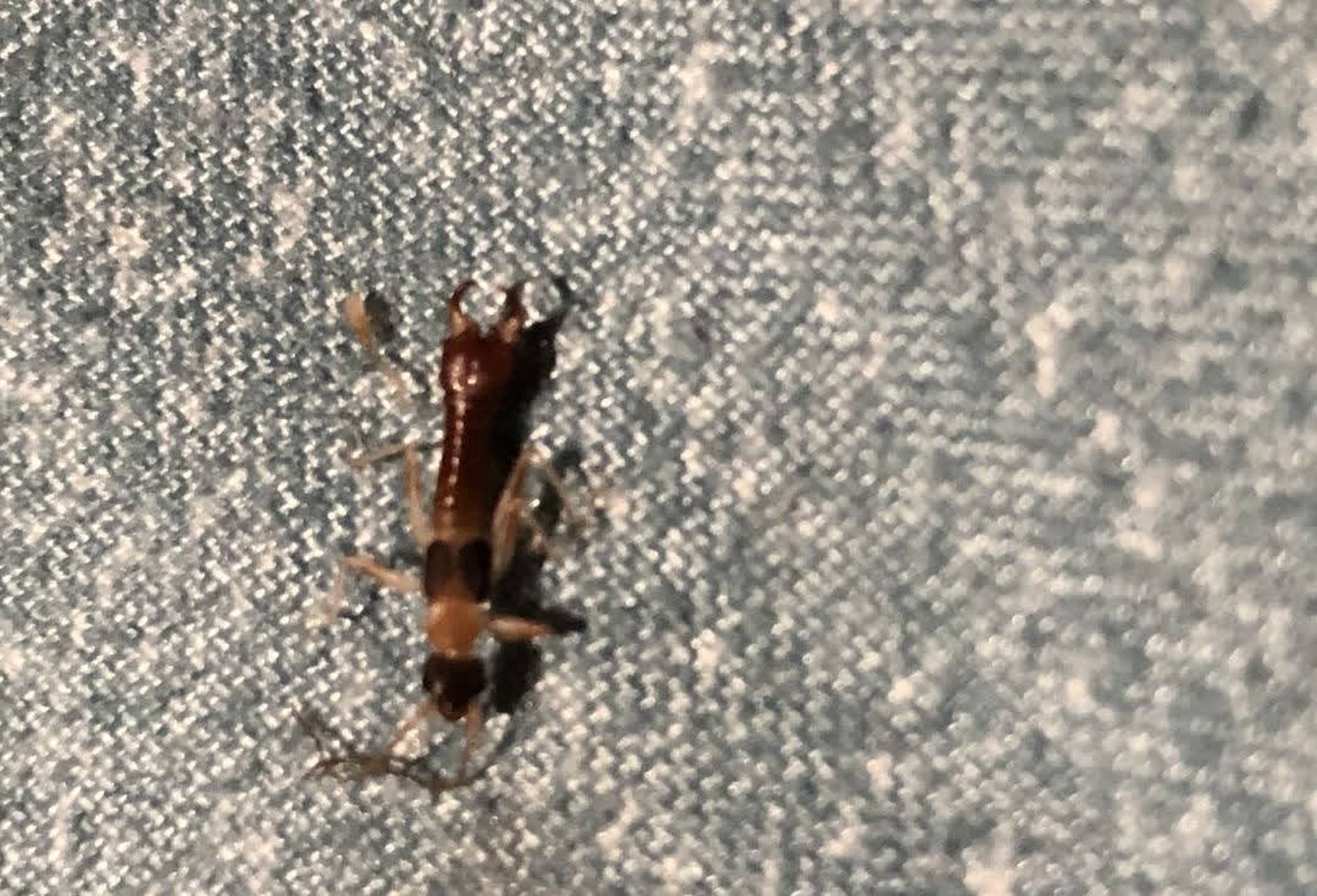 网友:这是什么虫子? 它的尾巴上有一个夹子. 有毒吗?