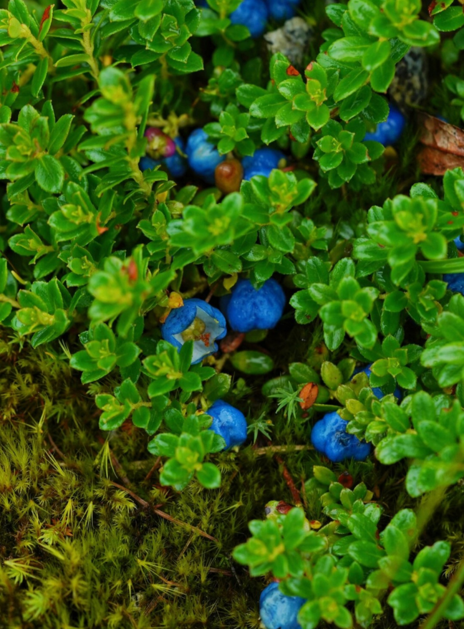 蓝宝石|植物  蓝宝石般的辉煌,在自然界中并不多见,但当你遇到"缘毛萼