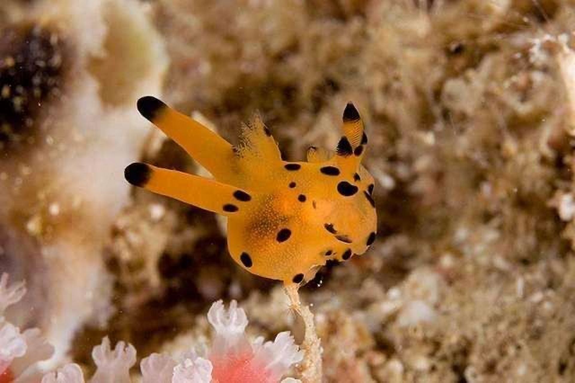 海洋生物-海兔 73 学名海蛞蝓,是螺类的一种,海兔科海洋腹足纲厚鳃