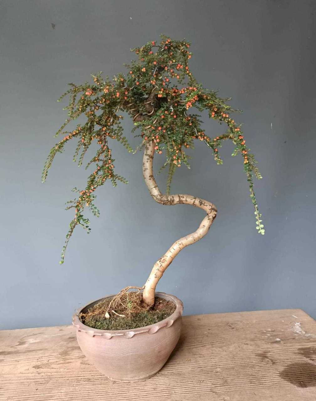 红花荀子 脱盆260[啊]