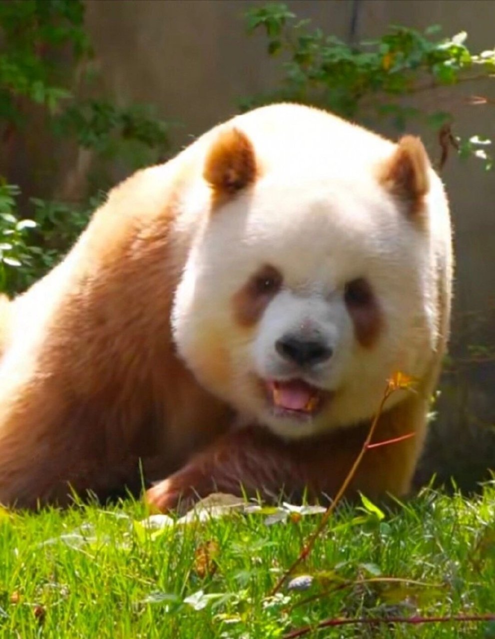 鸿星尔克认养大熊猫七仔