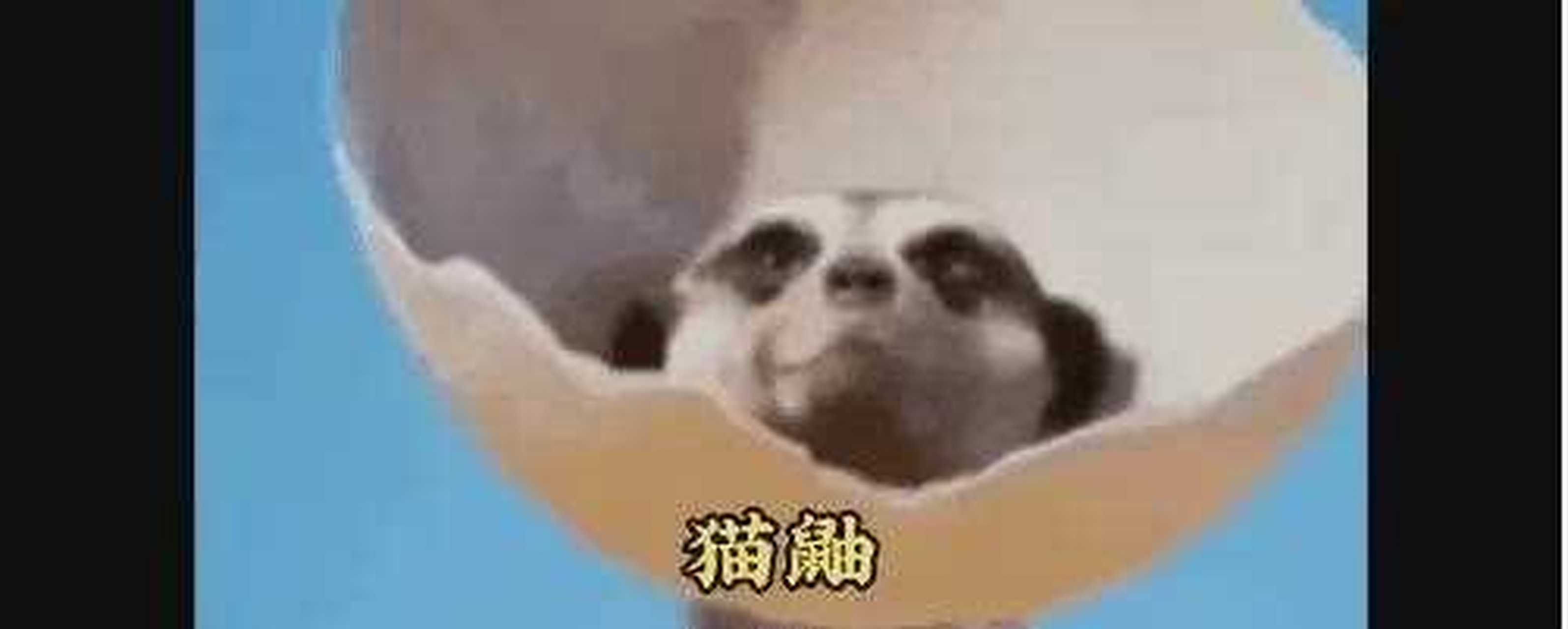 搞笑!猫鼬vs老鹰.