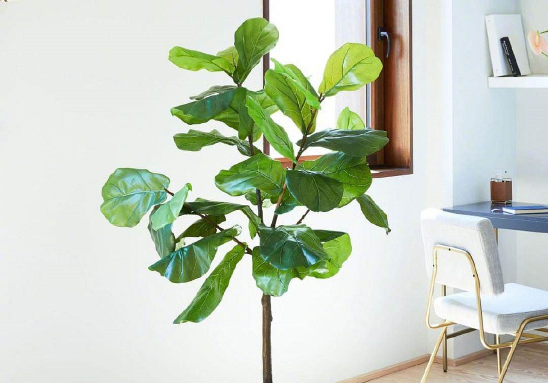 大琴叶榕,中文正名为琴叶榕的实际上是另一种未人工栽培的野生树种,又