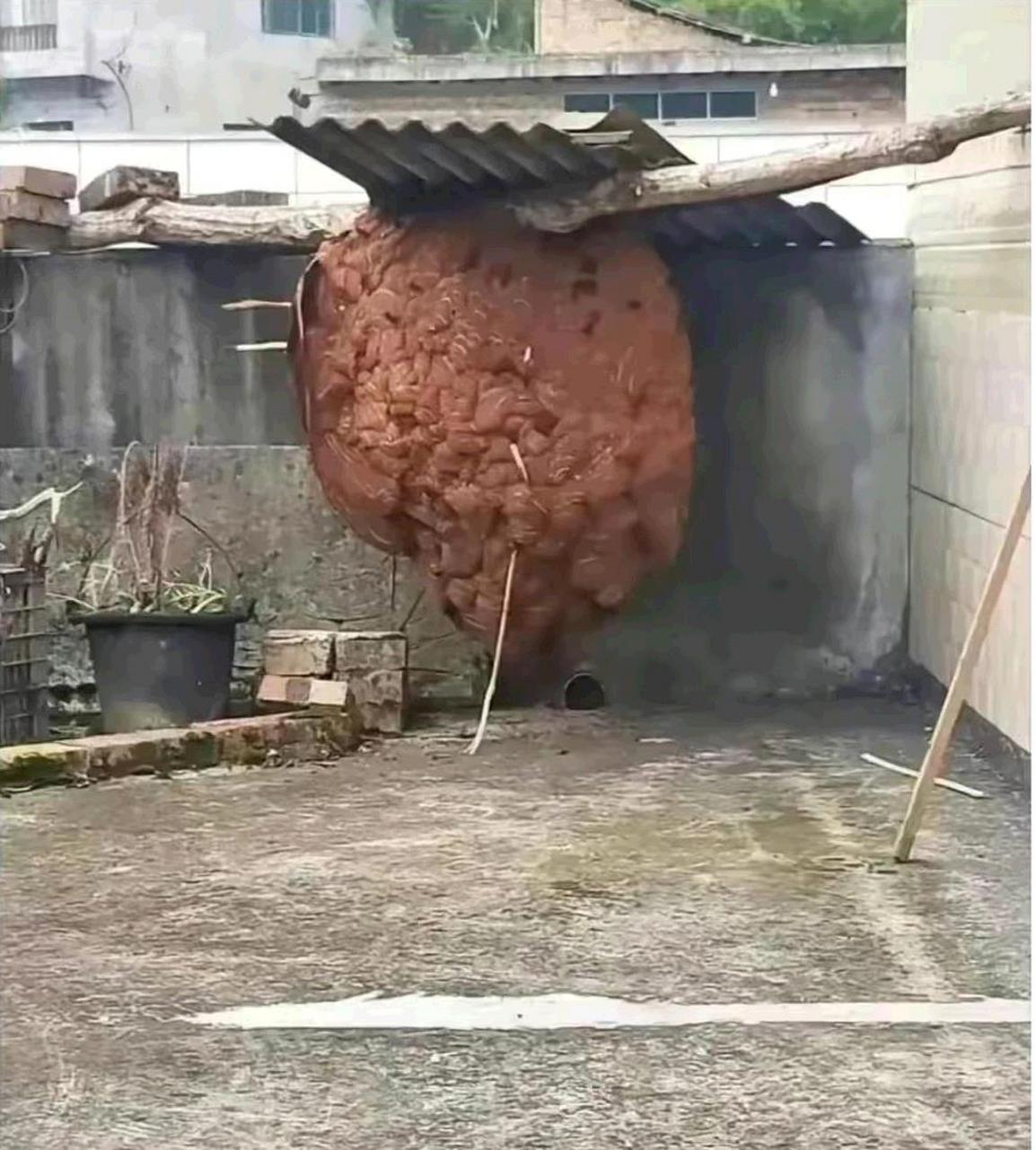 这么大的马蜂窝能卖多少钱?[嘻嘻]