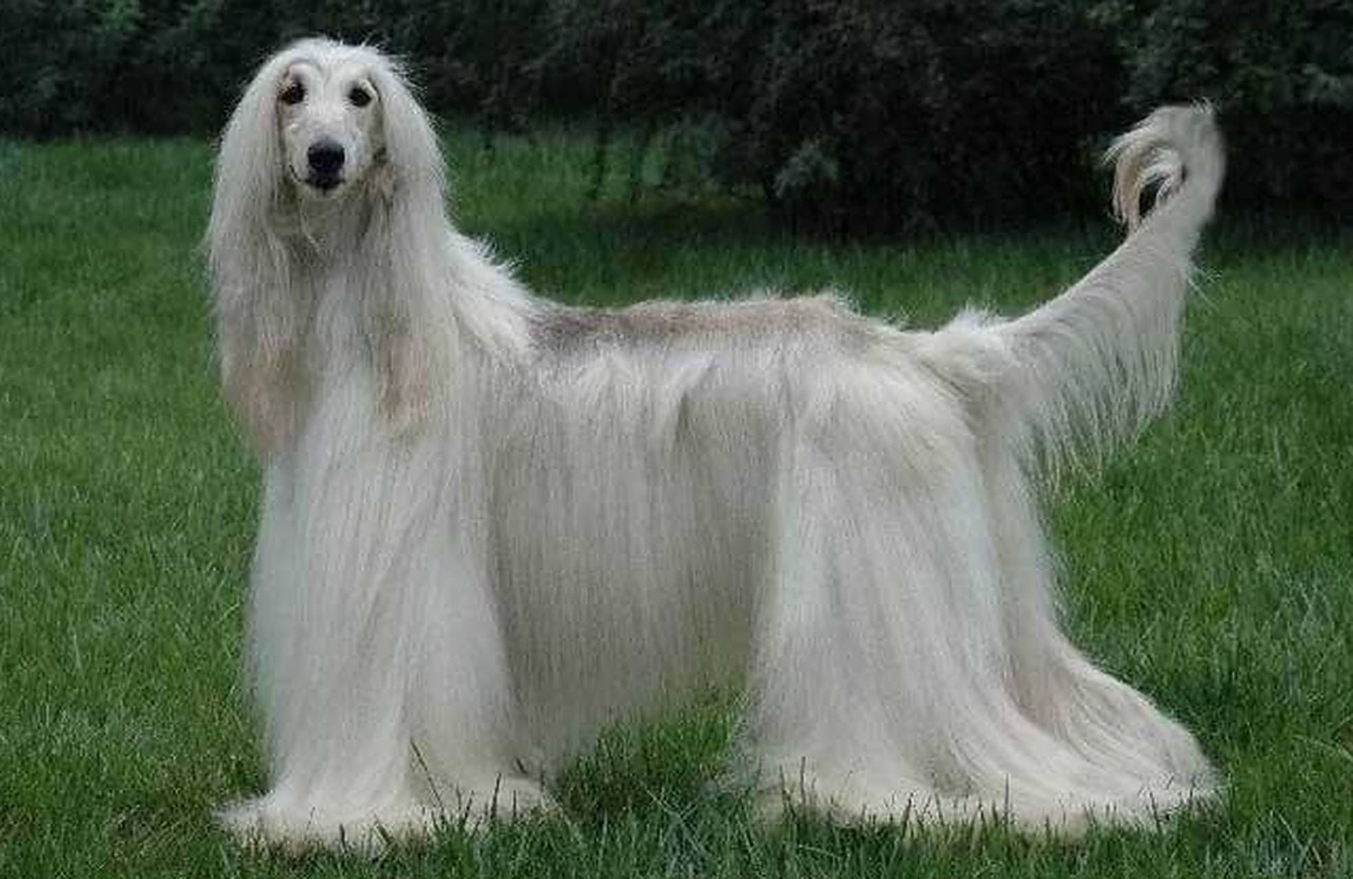 世界上最强壮的犬类  阿富汗猎犬是一种非常优美和优雅的犬类,具有高