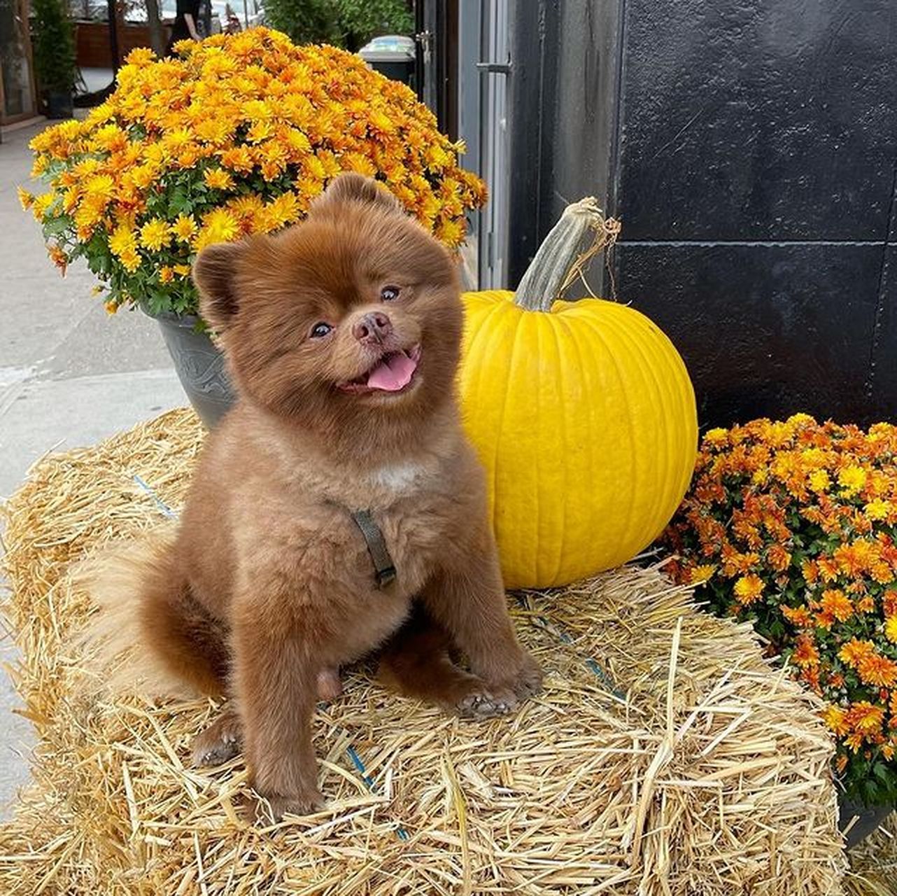 一只棕色博美犬因体型太大被宠物贩售业者嫌丑而抛弃,幸好遇到好心人