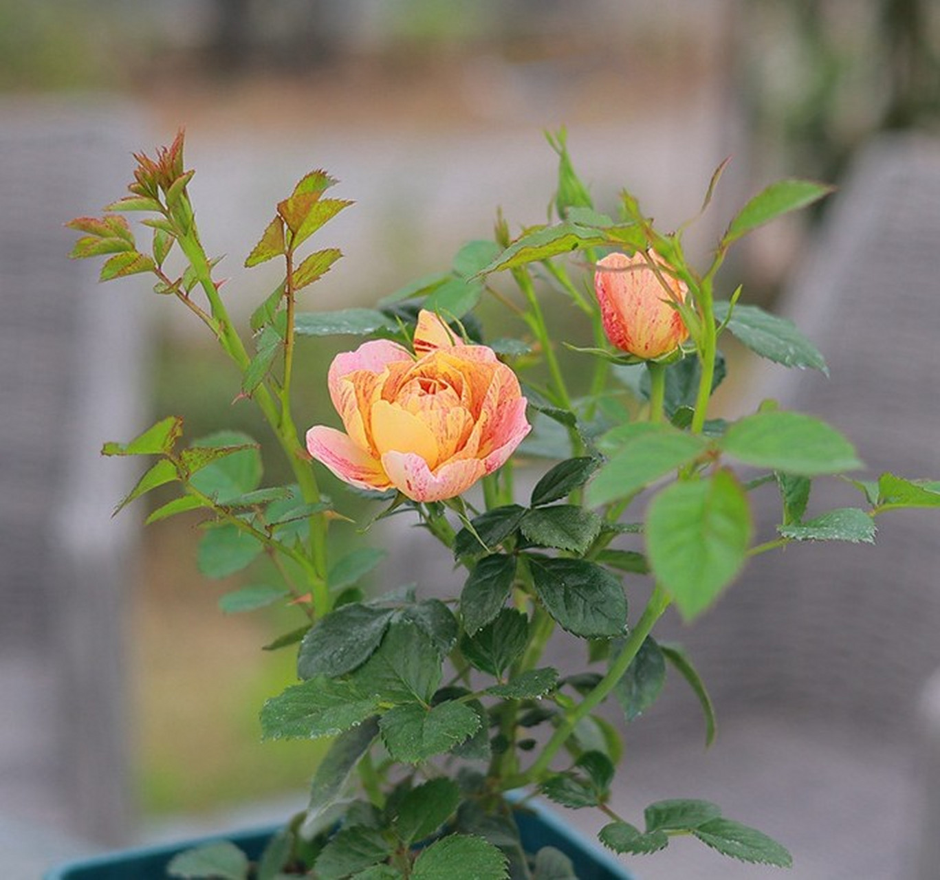 果汁飞溅月季是果汁阳台的芽变品种,它的花朵是橙色花瓣上面带有红色