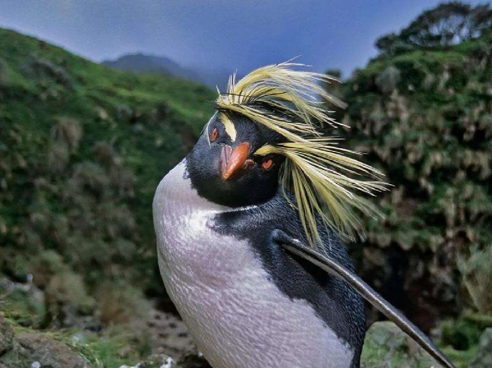 每天认识一种宝藏动物 中文名:黄眉企鹅 学名:eudyptes pachyrhynchus