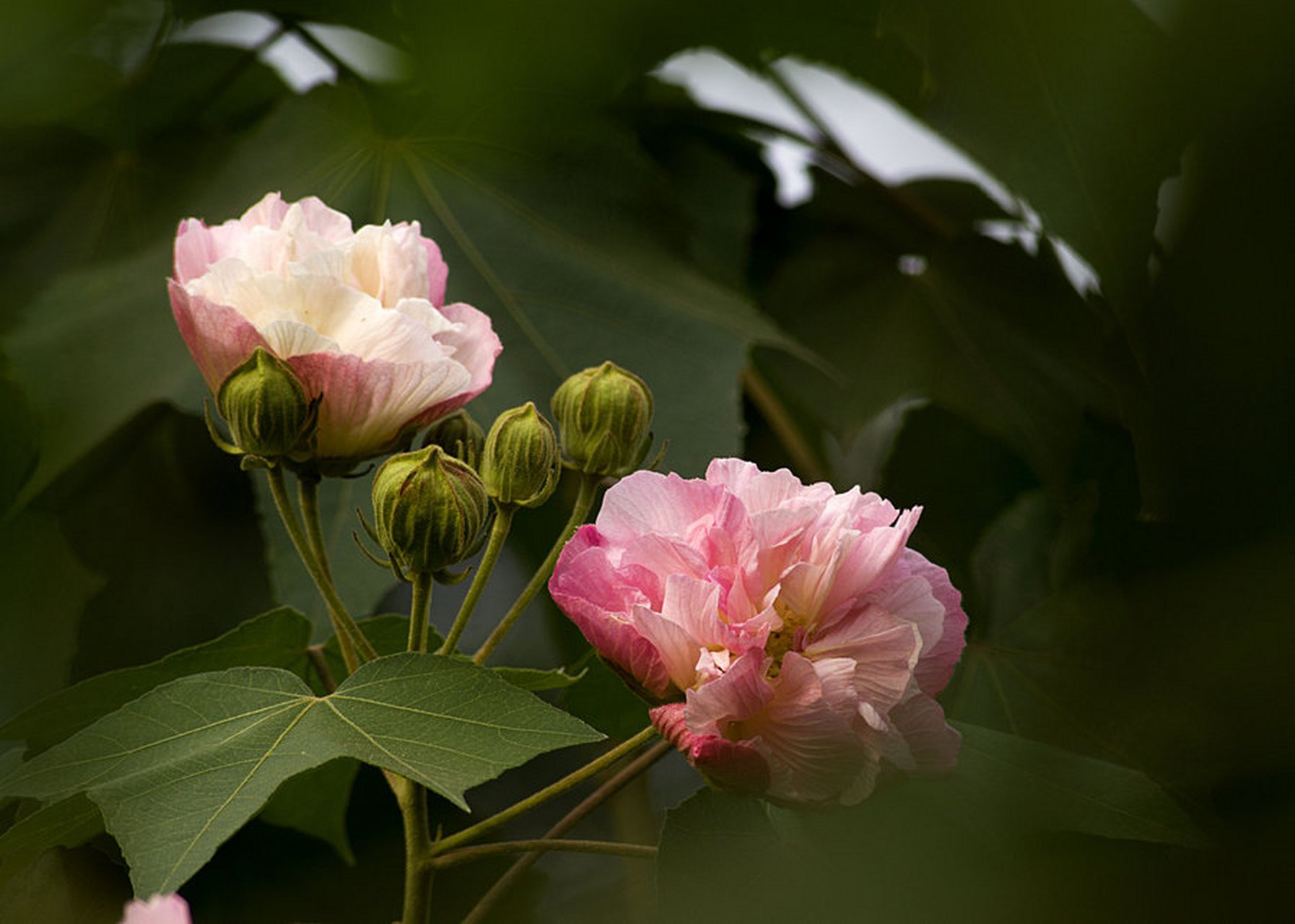 芙蓉花 遥见仙人彩云里,手把芙蓉朝玉京