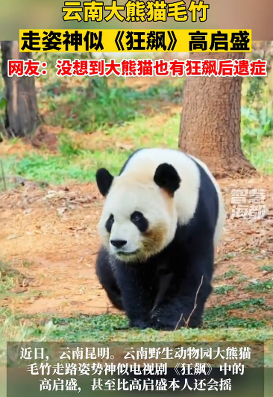 大熊猫走姿神似《狂飙》高启盛走红 一只大熊猫的走姿被网友发现与电