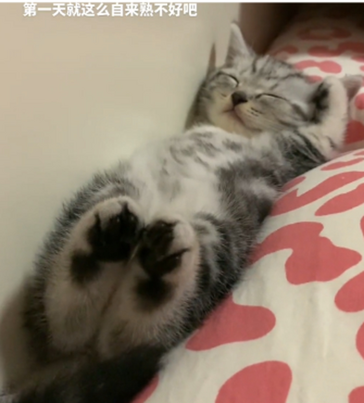 会敬礼的小猫咪,好可爱.