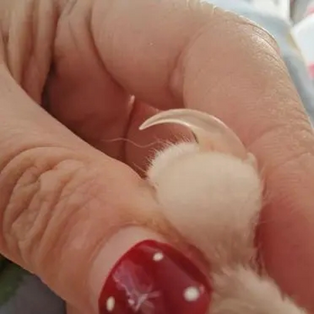 想问一下给猫剪指甲是剪到哪个位置?血线指的是粉色那部分吗?