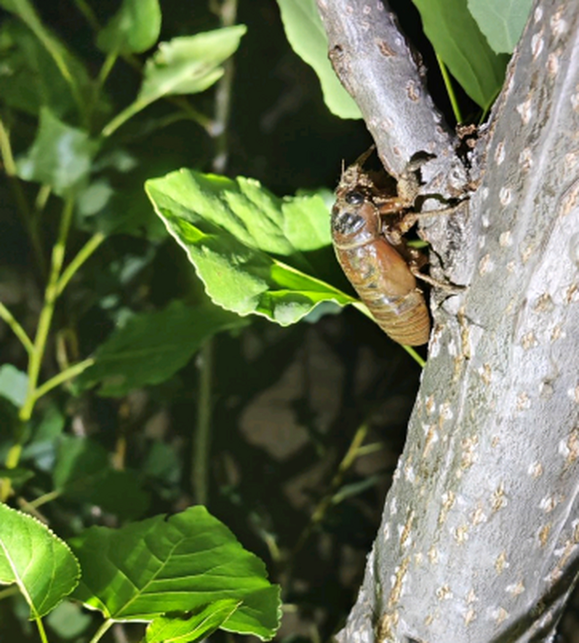 出来玩,好多知了猴啊