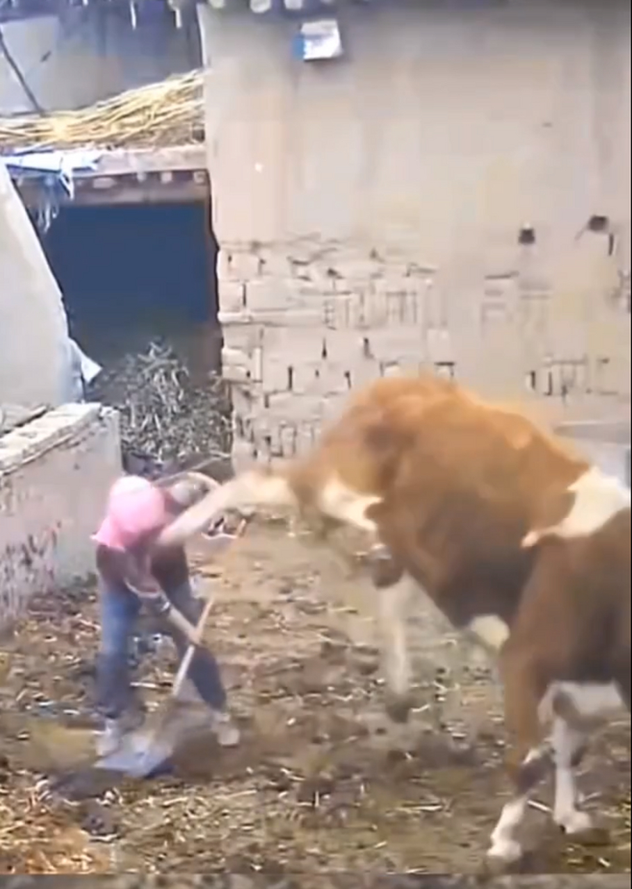 牛也会踢人,看着都后怕.#奇闻趣事