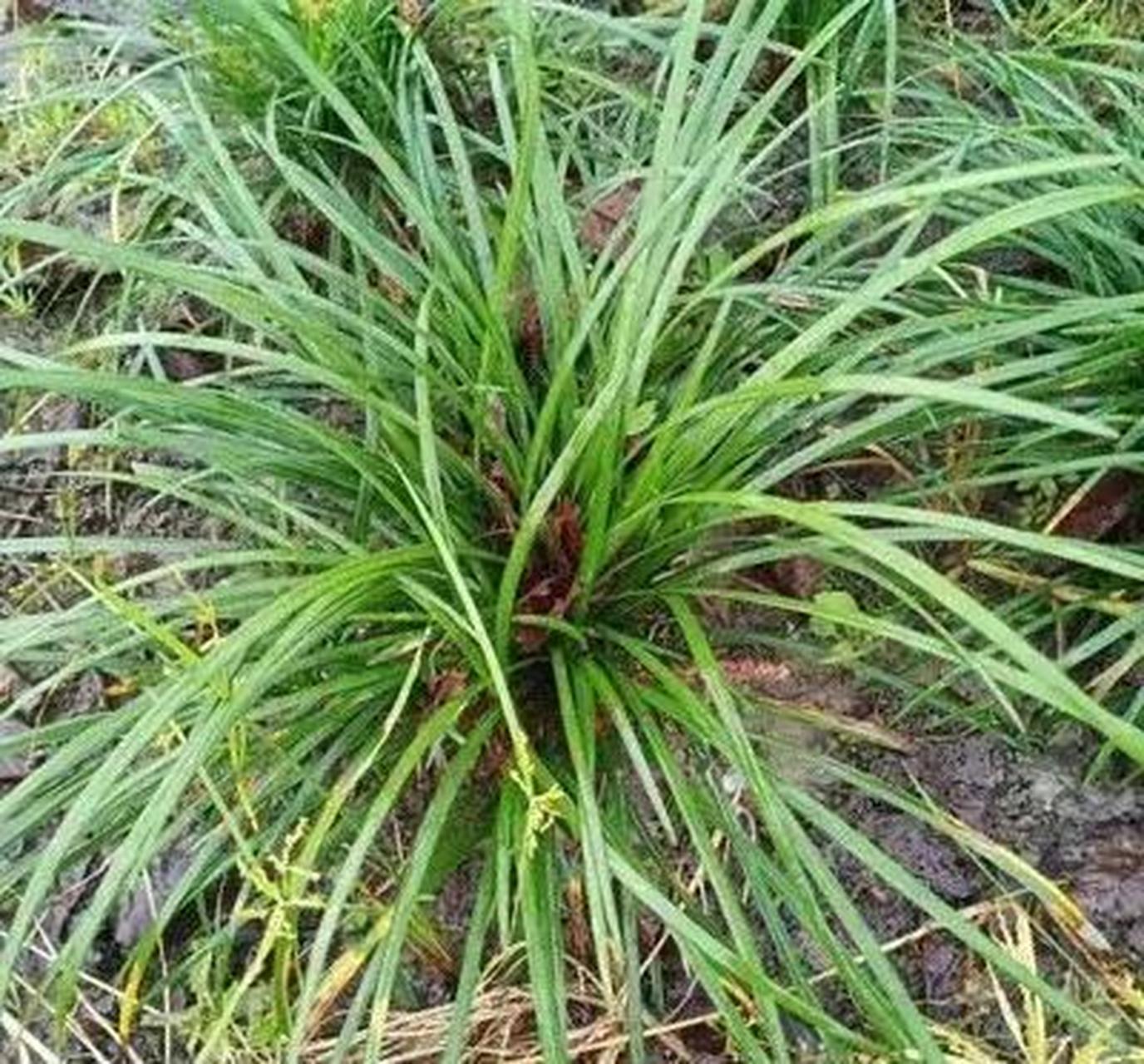 吉祥草,性喜温暖湿润,比较耐寒耐荫,野生在阴湿山坡,山谷或密林下,产