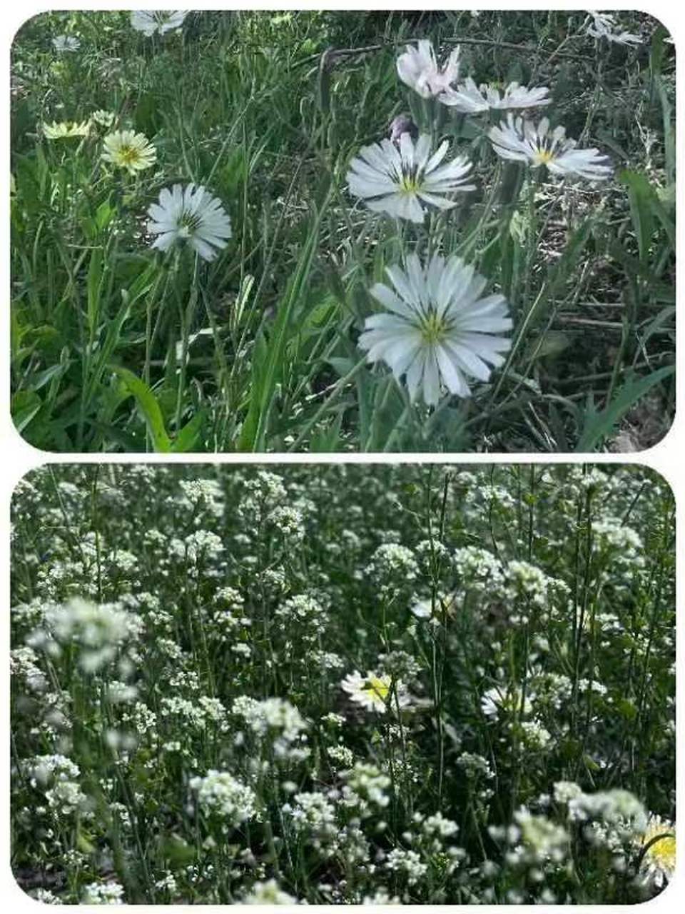 美好辽宁欢迎您# 开原大美松山欢迎您#网红打卡地辽宁杠杠滴