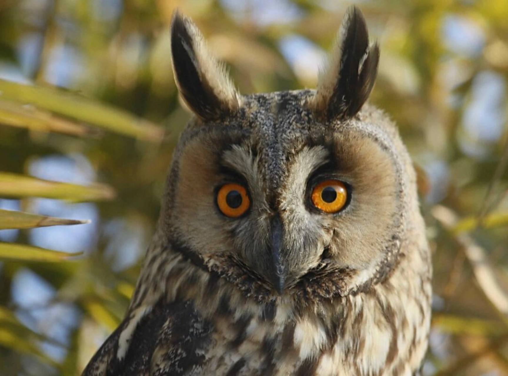 原来长耳鸮真的叫木兔  越看越像