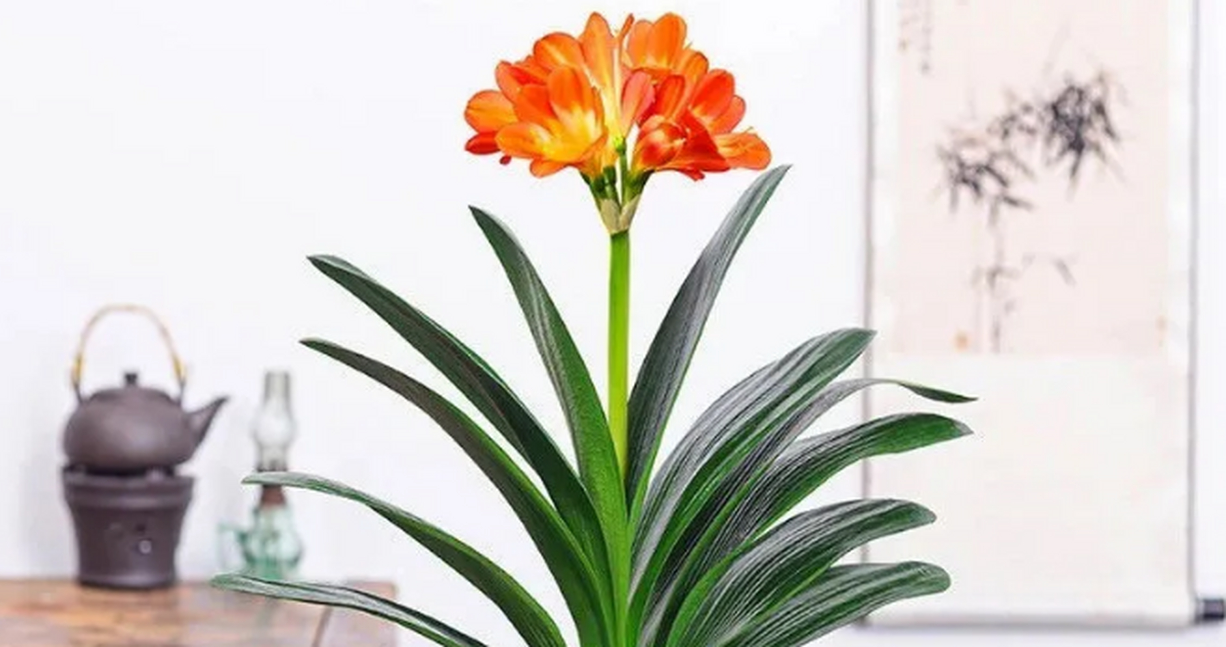 君子兰的寓意(君子兰的寓意是什么意思)