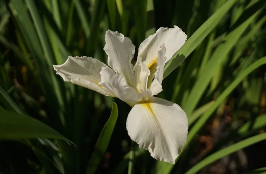 在古希腊神话中,彩虹女神的名字是iris(爱丽丝),但是这个名字并不只