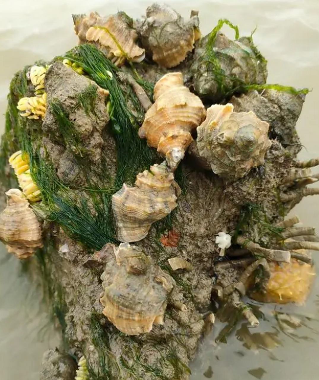 感觉去海边捡海螺还是不错的