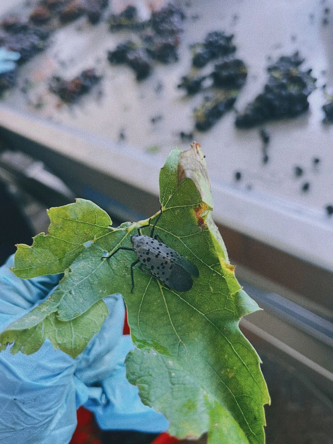 我敢保证,你们都没见过这种东西