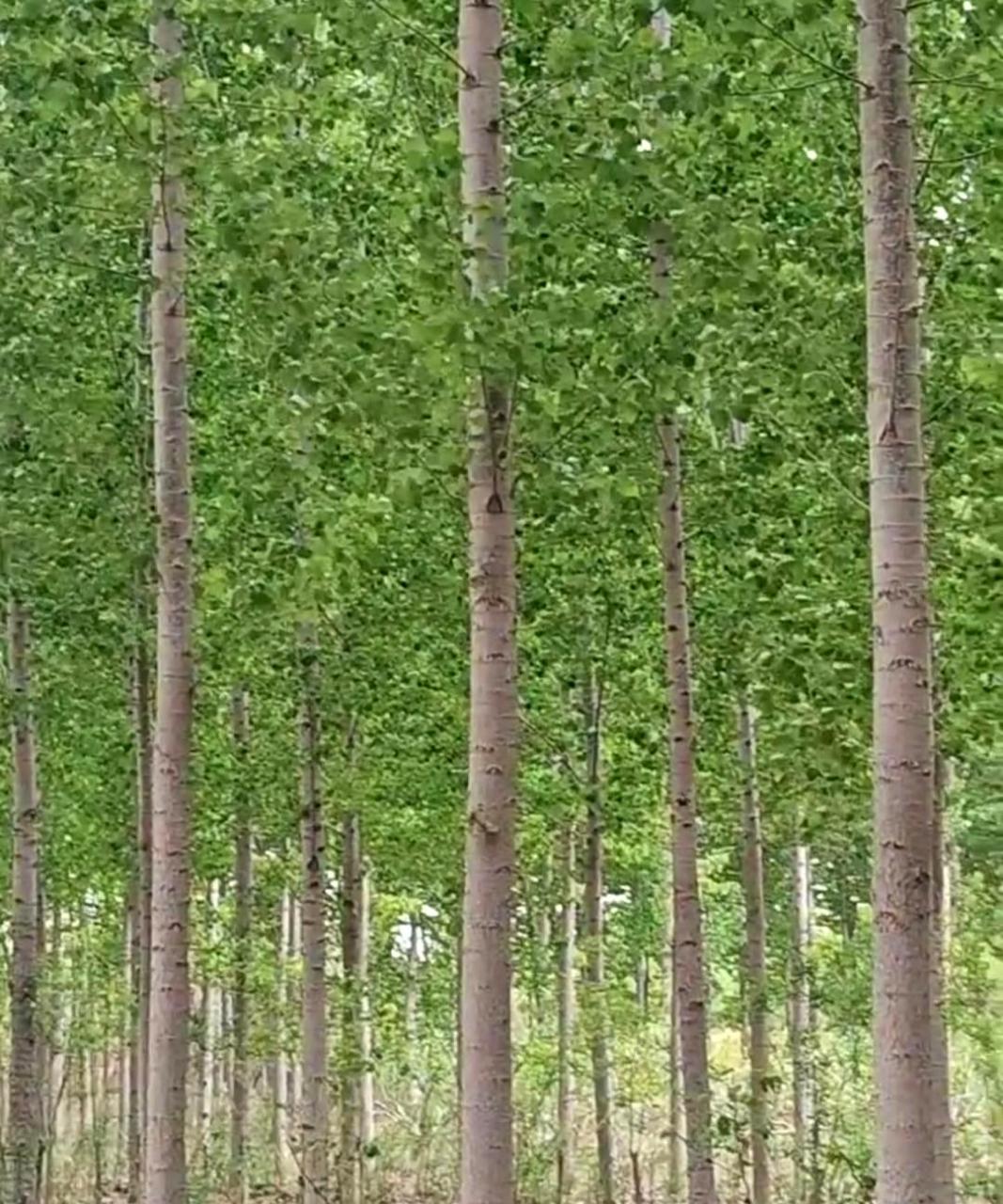 这棵树长得真是笔直,有点像电线杆!