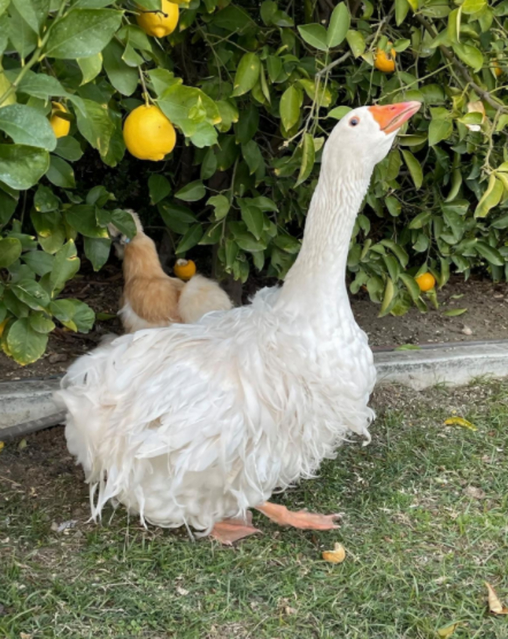 居然有卷毛鸭,还挺好看![抠鼻]