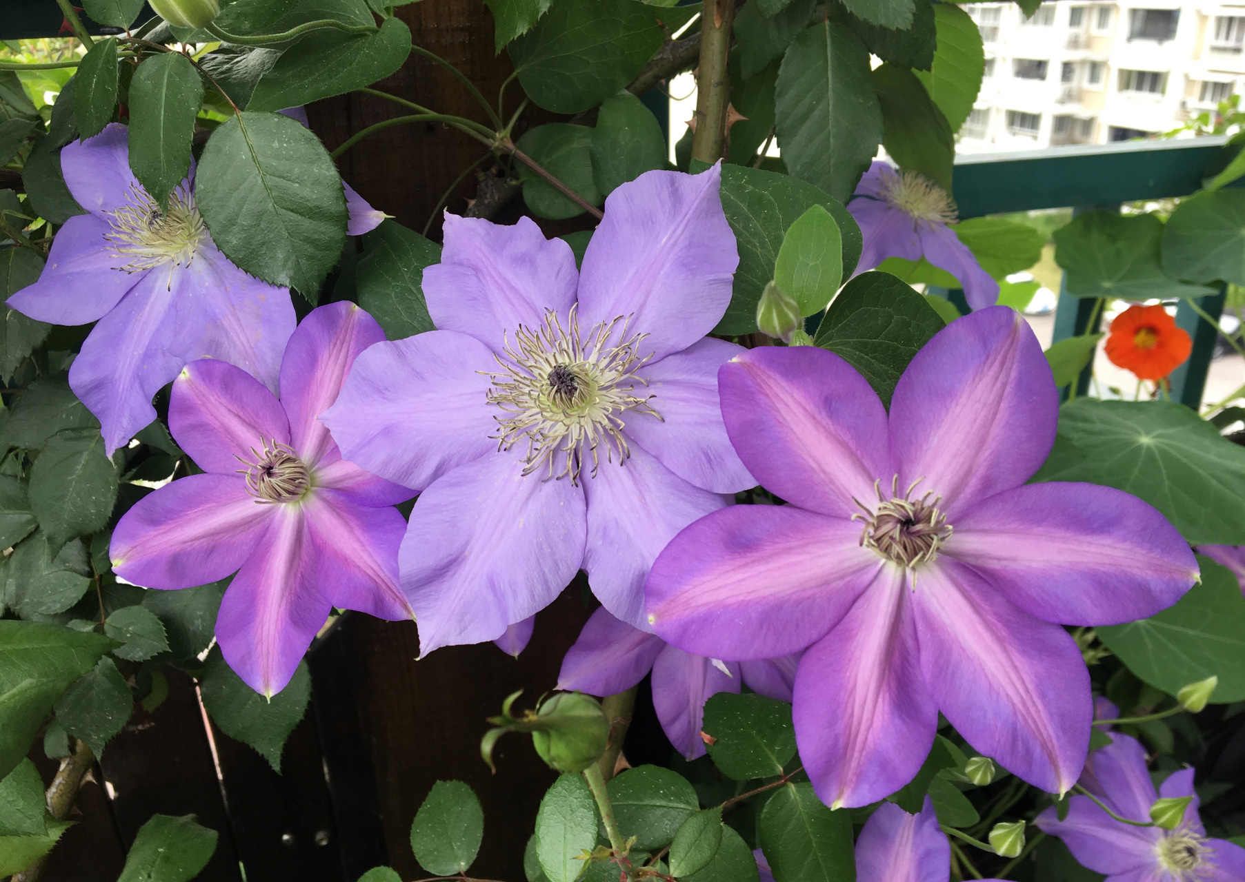 铁线莲"微光",能同时开蓝色,紫色花朵的品种,花大色美,每年两度爆花