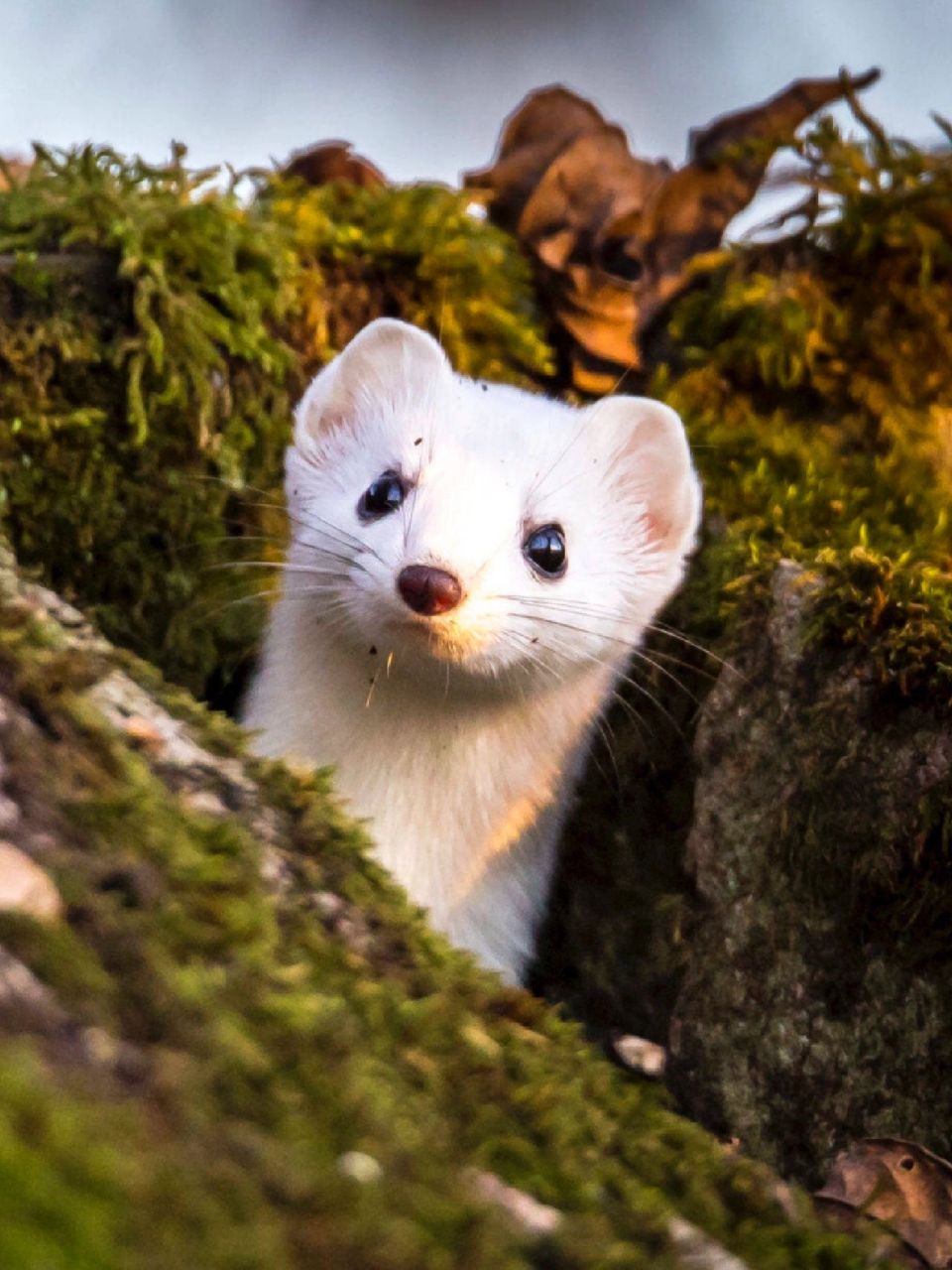 每天陪孩子一起瞧动物 名称:雪貂(mustela pulourius furo) 别名:林鼬