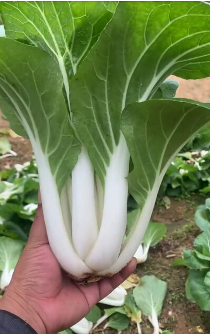 我见过最好看的小白菜,太正宗啦 [三哈]巴适得很哈哈哈