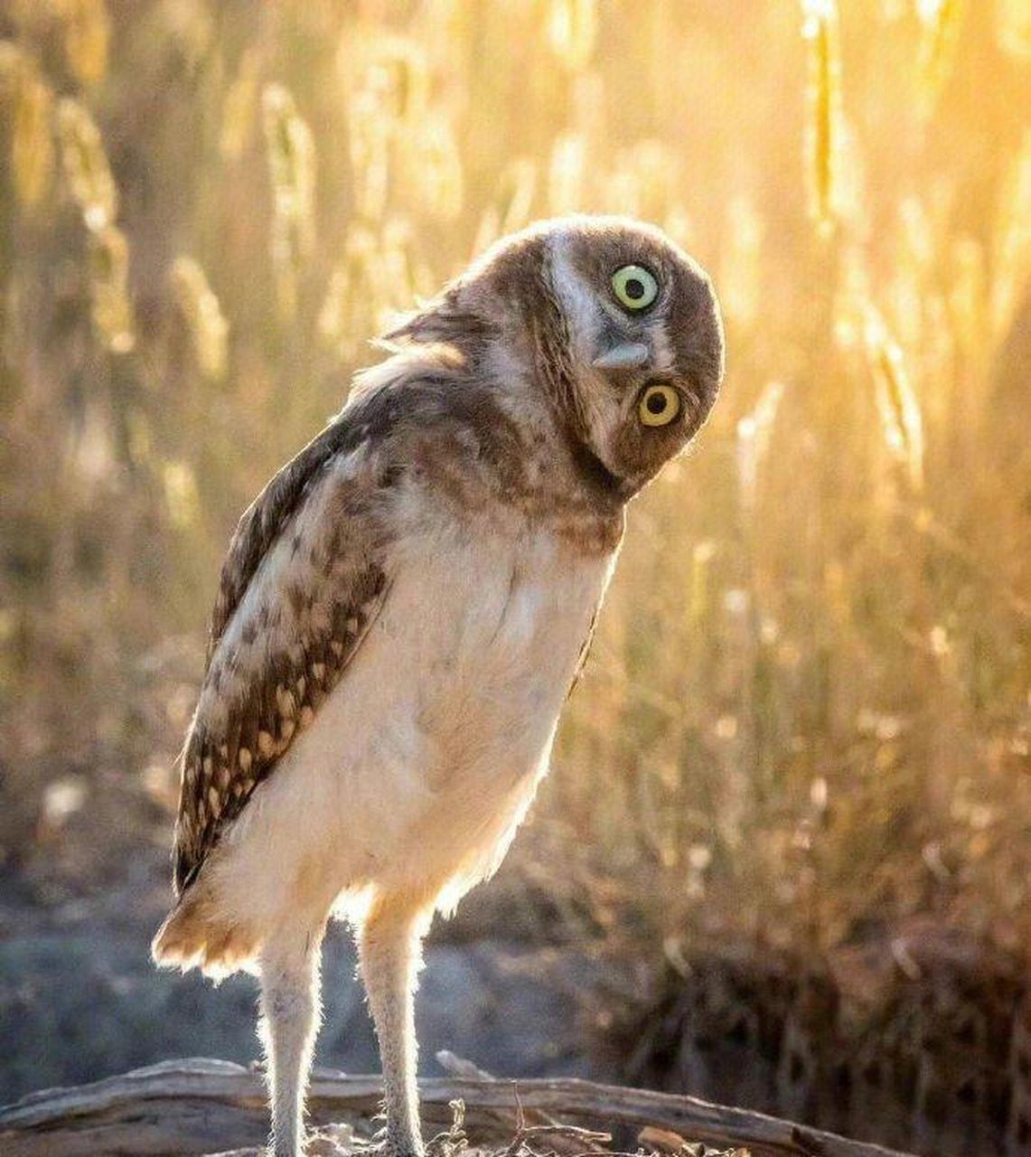 网友:猫头鹰歪头杀. #趣图搞笑