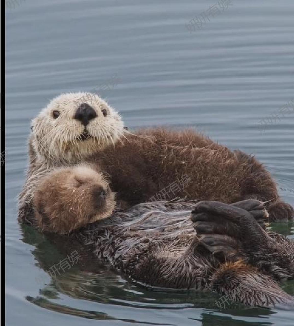 海獭宝宝蜷缩在妈妈的怀里,感到又安全又温暖.
