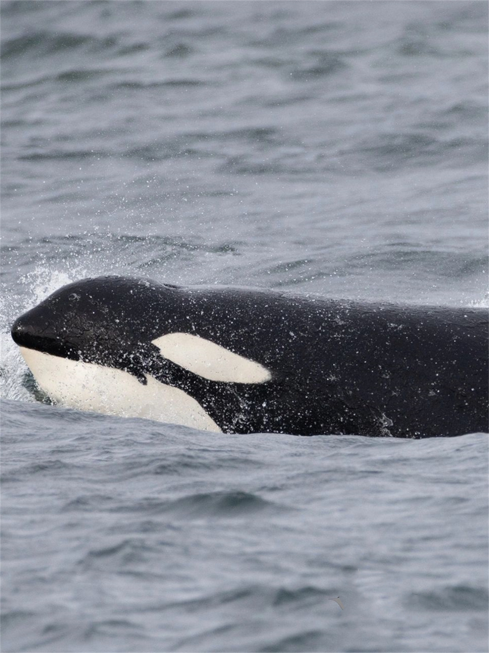 这三张图都是西海岸过客型虎鲸t124a1 bonapartes,也就是我今天要说