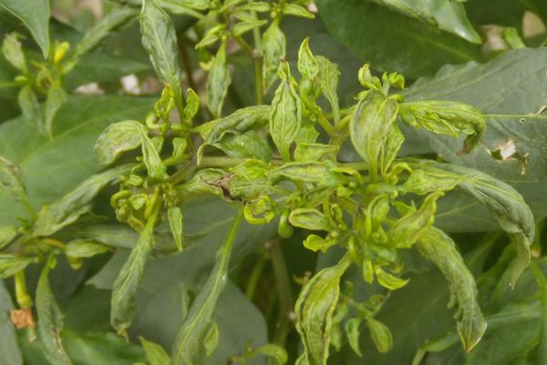 听着二嫂的话,我觉得我这辣椒得想办法治疗,不然也得死.