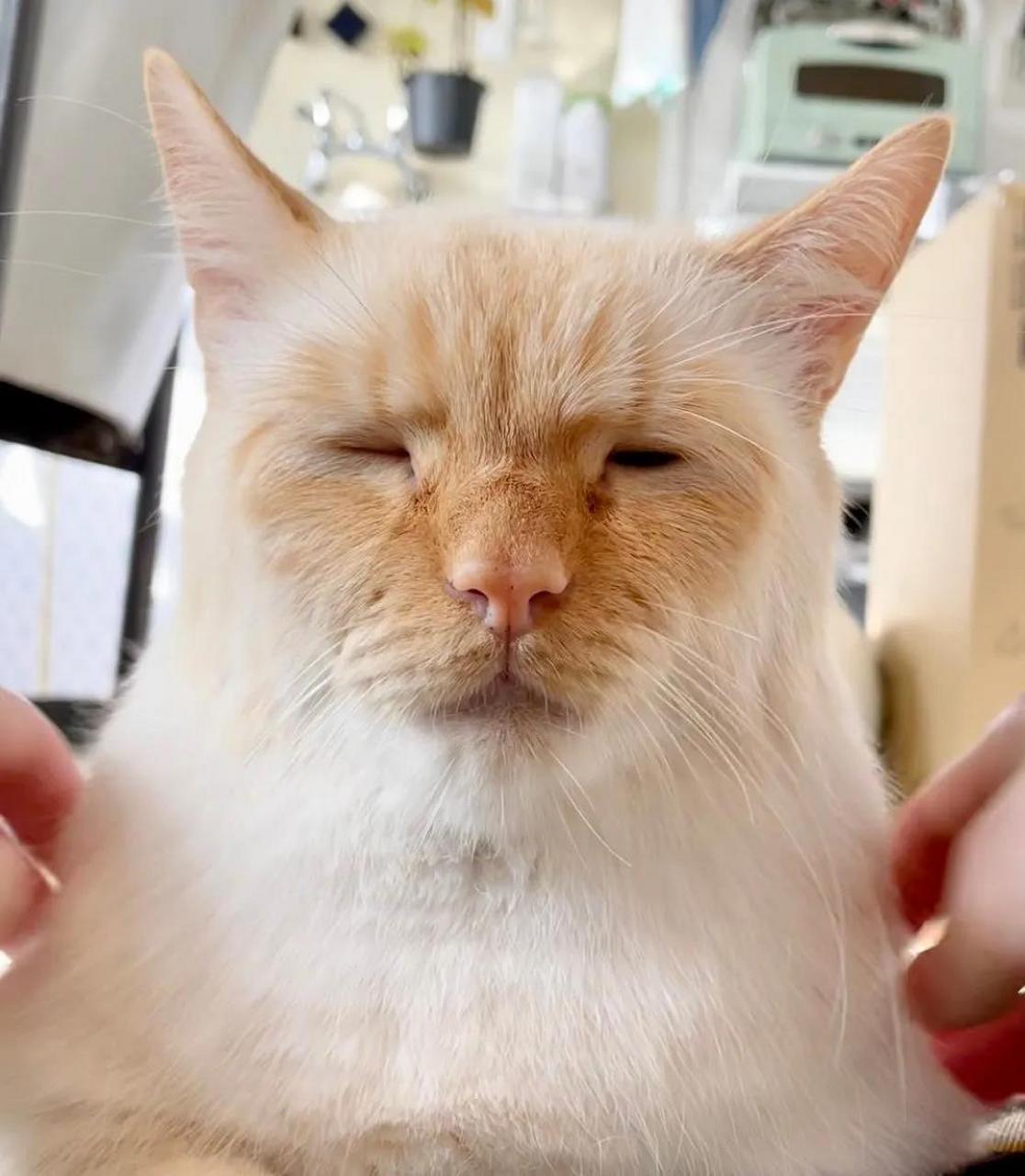荣浩:你礼貌吗? #李荣浩# #猫咪