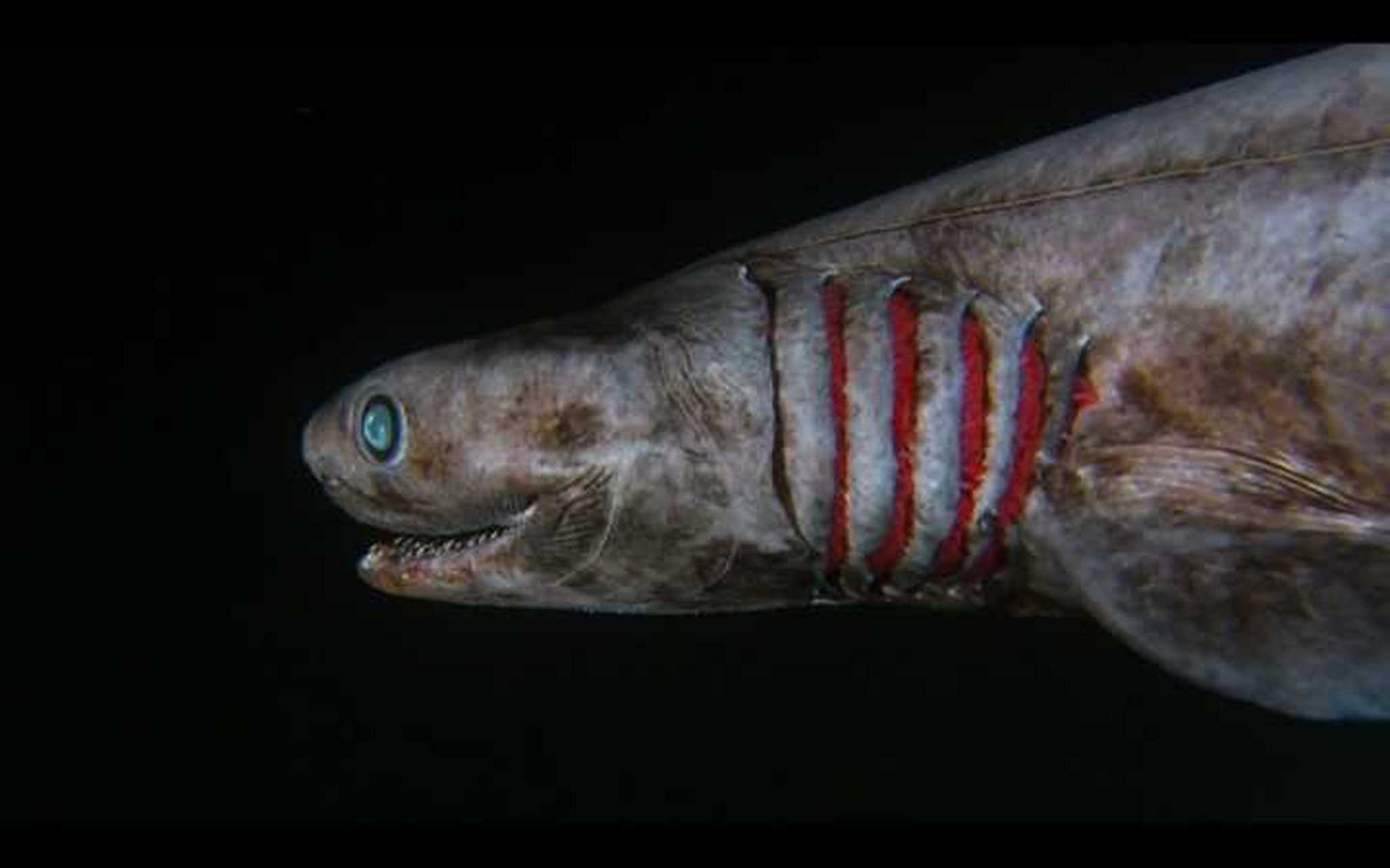 鲨鱼中最丑的一种,它叫做哥布林鲨鱼,长着一个长长的鼻子,嘴巴上长着