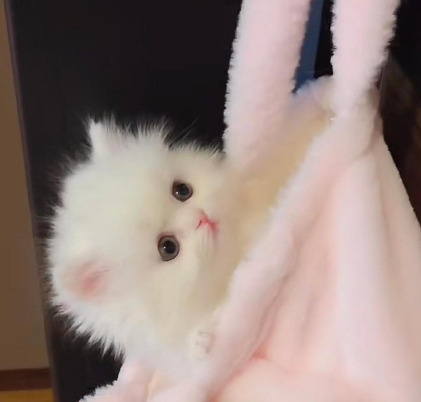 这小猫太漂亮了,萌萌的太可爱了.