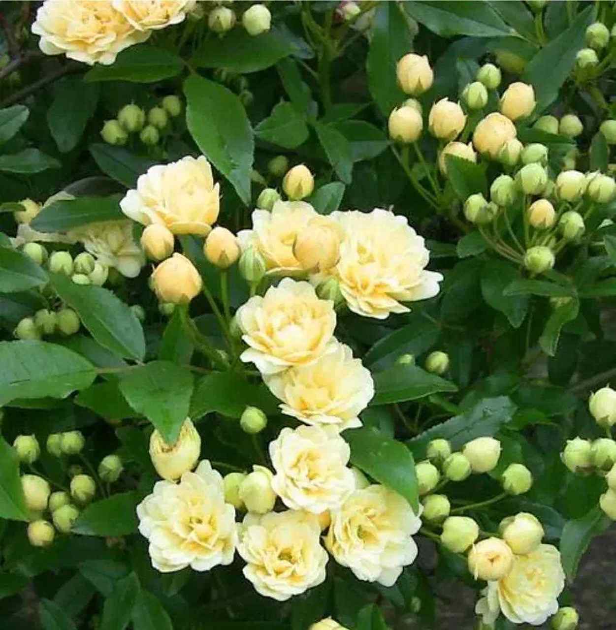 木香花开花非常香,花量很大,花朵虽然小,但是盛花期全是花朵,几乎看不