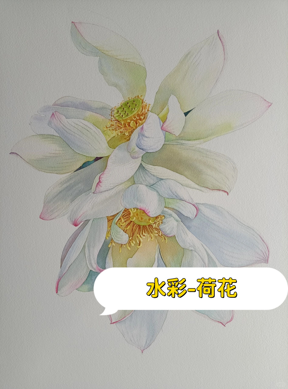 今天用竹羽堂水彩笔完成了荷花的水彩画.