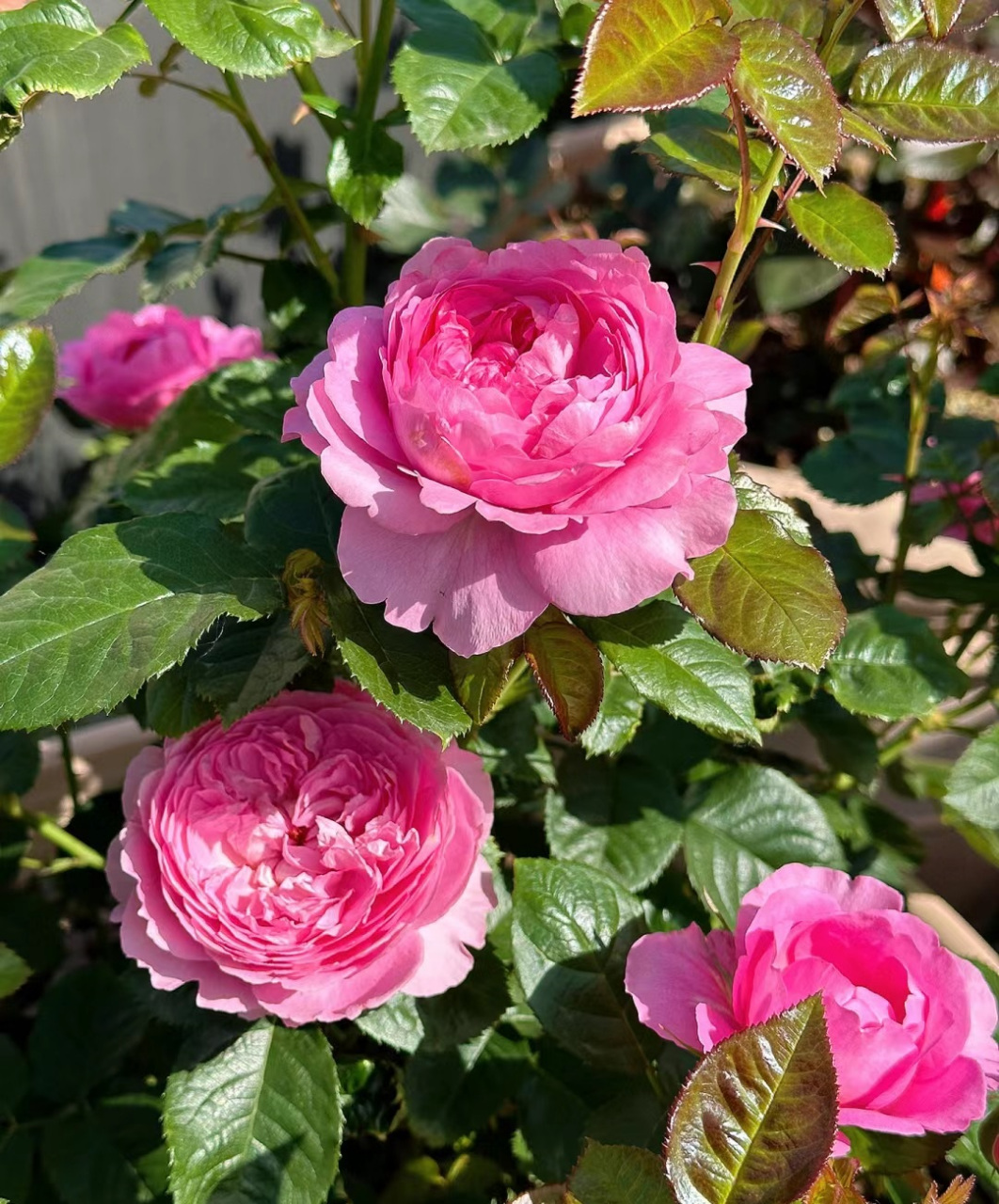 这个品种名字叫"尚塔尔·梅里厄"(chantal mérieux),株高80-100厘米